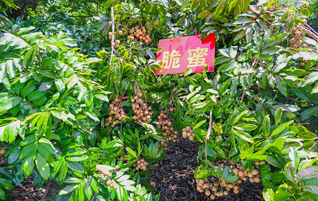 龙眼荔枝杂交新品种“脆蜜”结硕果