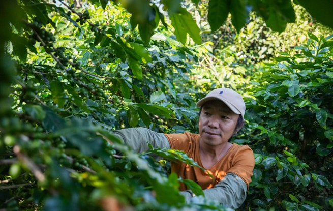 去年全国咖啡产量达17.3万吨